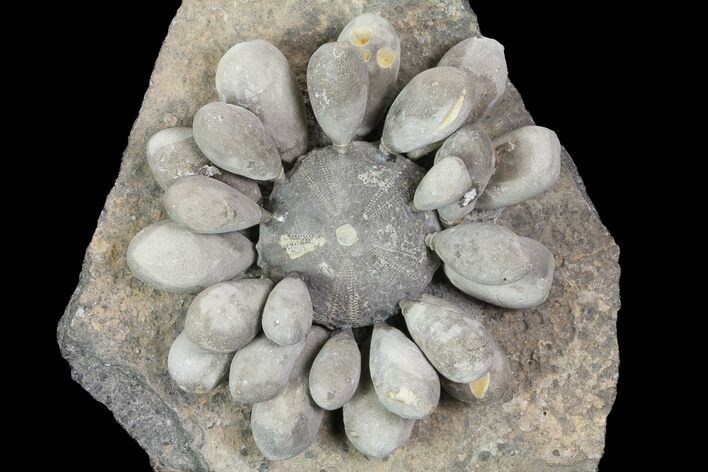Fossil Club Urchin (Firmacidaris) - Jurassic #76382